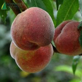 PECHER Fertile de Septembre (prunus persica)
