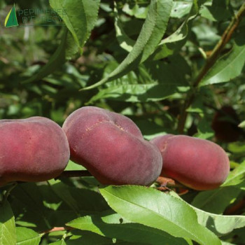 PECHER Flatqueen® (prunus persica)