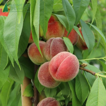 PECHER Suncrest  (prunus persica)