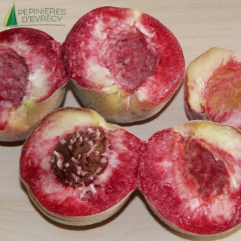 PECHER Peche de vigne (prunus persica)