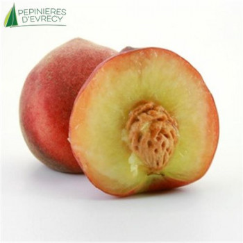 PECHER Reine des vergers (prunus persica)