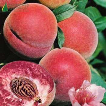 PECHER Sanguine vineuse (prunus persica)