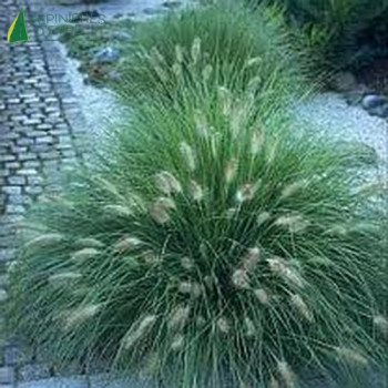PENNISETUM alopecuroides LITTLE BUNNY  Cont.3/4 L 