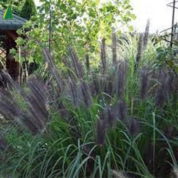 PENNISETUM alopecuroides Black Beauty  Cont.3/4 L 