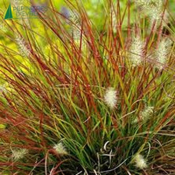 PENNISETUM alopecuroides Burgundy Bunny  Cont.3/4 L 