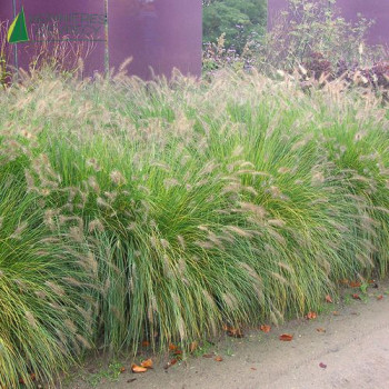 PENNISETUM alopecuroides compressum  Godet 8/9 