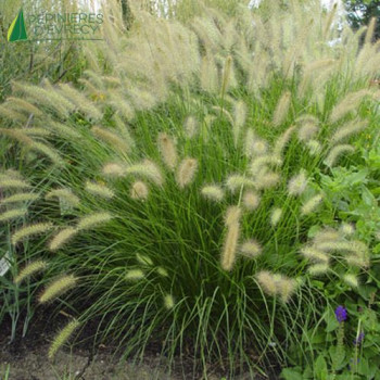 PENNISETUM alopecuroides Hameln  Cont.3/4 L 