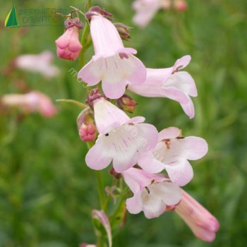 PENSTEMON apple Blossom  Godet 8/9 