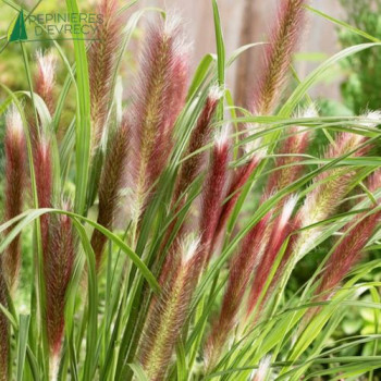PENNISETUM alopecuroides Red head  Cont.3/4 L 