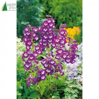 PENSTEMON gloire Des 4 rues