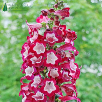 PENSTEMON le Phare  Godet 8/9 