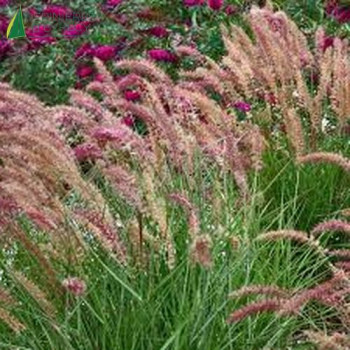 PENNISETUM orientalis Karley Rose