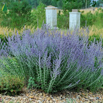 PEROVSKIA atriplicifolia Blue spire 60/70 Cont.5/7.5 L 