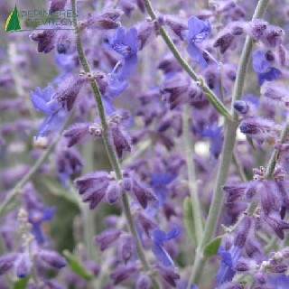 PEROVSKIA atriplicifolia LITTLE SPIRE  Cont.3/4 L 