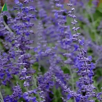 PEROVSKIA atriplicifolia Blue Steel