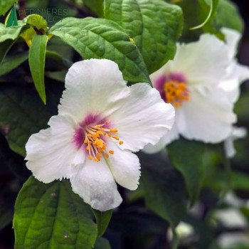 PHILADELPHUS Belle Etoile