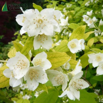 PHILADELPHUS coronarius Aureus