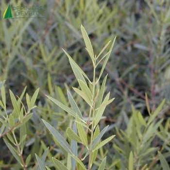 PHILLYREA angustifolia