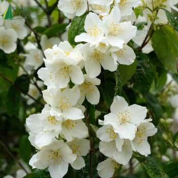 PHILADELPHUS coronarius
