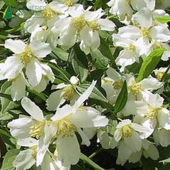 PHILADELPHUS  Lemoinei 60/80 Cont.5/7.5 L 
