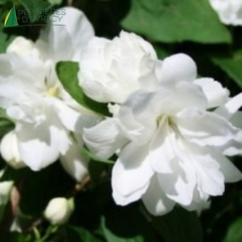 PHILADELPHUS x snowflacke