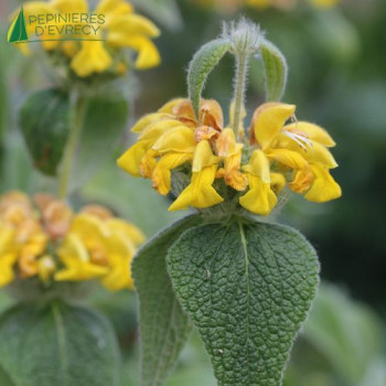 PHLOMIS fruticosa Bourgaei