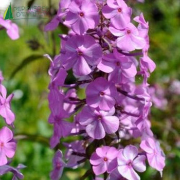 PHLOX maculata Alpha  Godet 8/9 