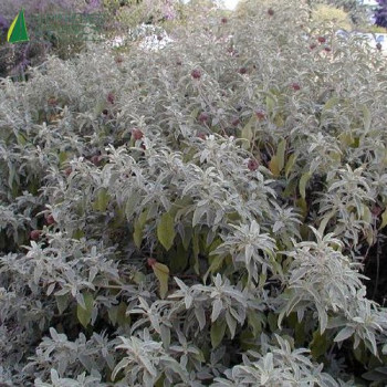 PHLOMIS fruticosa  Cont.2/2.5 L 