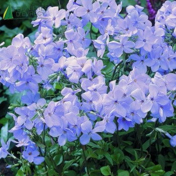 PHLOX stolonifera  Godet 8/9 