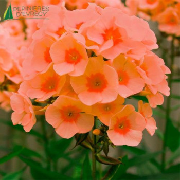 PHLOX pan. Orange perfection  Godet 8/9 