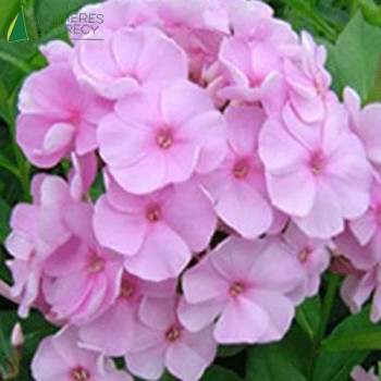 PHLOX pan. Pink hill  Godet 8/9 