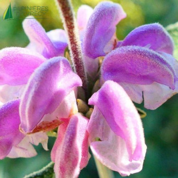 PHLOMIS purpurea 30/40 Cont.2/2.5 L 