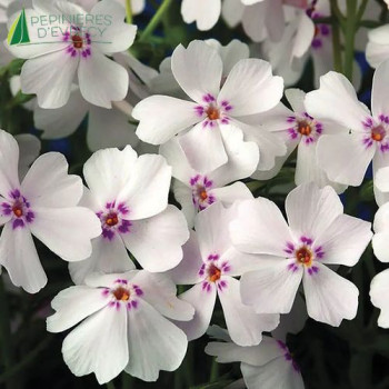 PHLOX subulata Amazing Grace