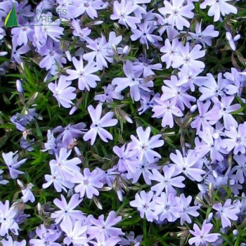 PHLOX subulata Blue Eyes