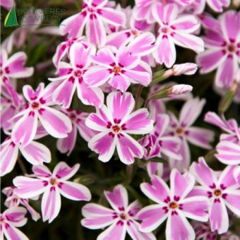 PHLOX subulata Candy stripe