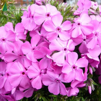 PHLOX sub.daniels Cushion  Godet 8/9 