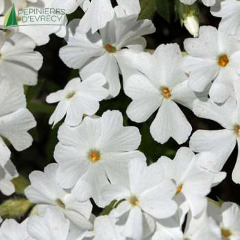 PHLOX subulata White delight