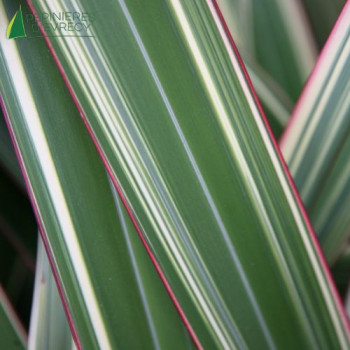 PHORMIUM cookianium Tricolor