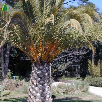 PHOENIX canariensis