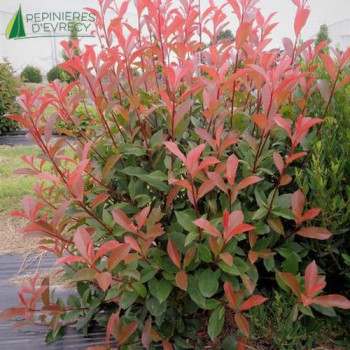 PHOTINIA x fraseri 'Carre Rouge'  Cont.3/4 L 