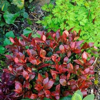 PHOTINIA x fraseri Little red robin 40/50 Cont.5/7.5 L 