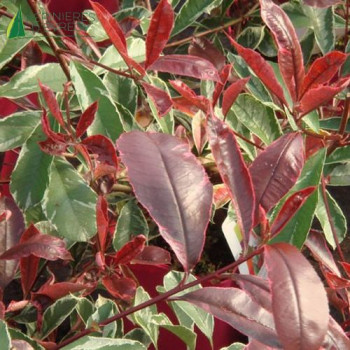 PHOTINIA Pink Marbled
