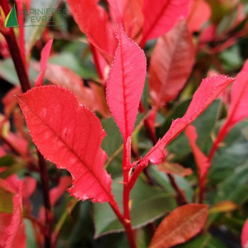 PHOTINIA x fraseri Little Fenna