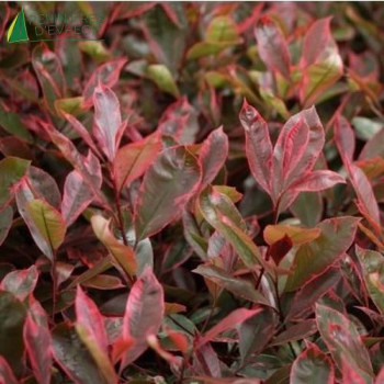 PHOTINIA x fraseri Louise