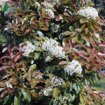 PHOTINIA x fraseri Red robin
