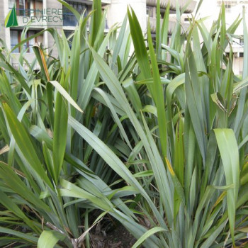 PHORMIUM tenax