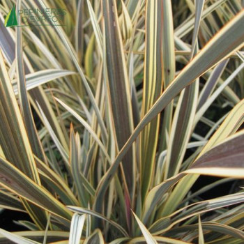 PHORMIUM tenax Alison black man