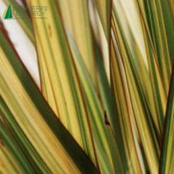 PHORMIUM tenax Apricot queen
