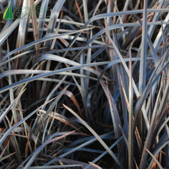 PHORMIUM tenax Back in Black