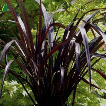PHORMIUM tenax Black adder  Cont.5/7.5 L 